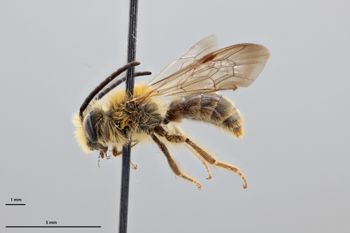 Media type: image;   Entomology 774007 Aspect: habitus lateral view